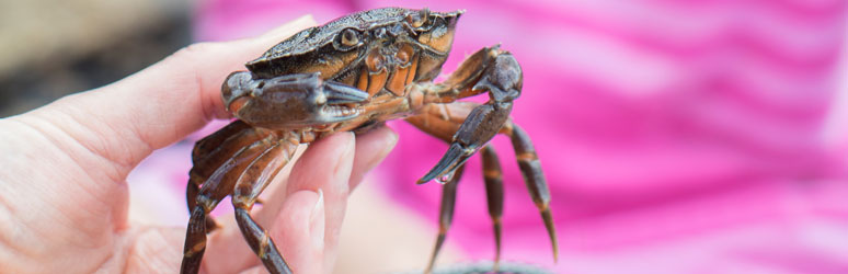 Girl looking at crab