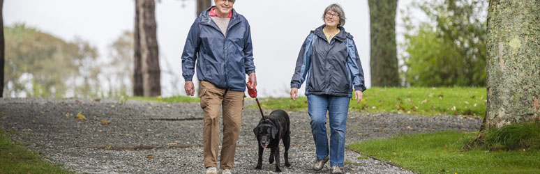 Black labrador being walked on UK Club Site