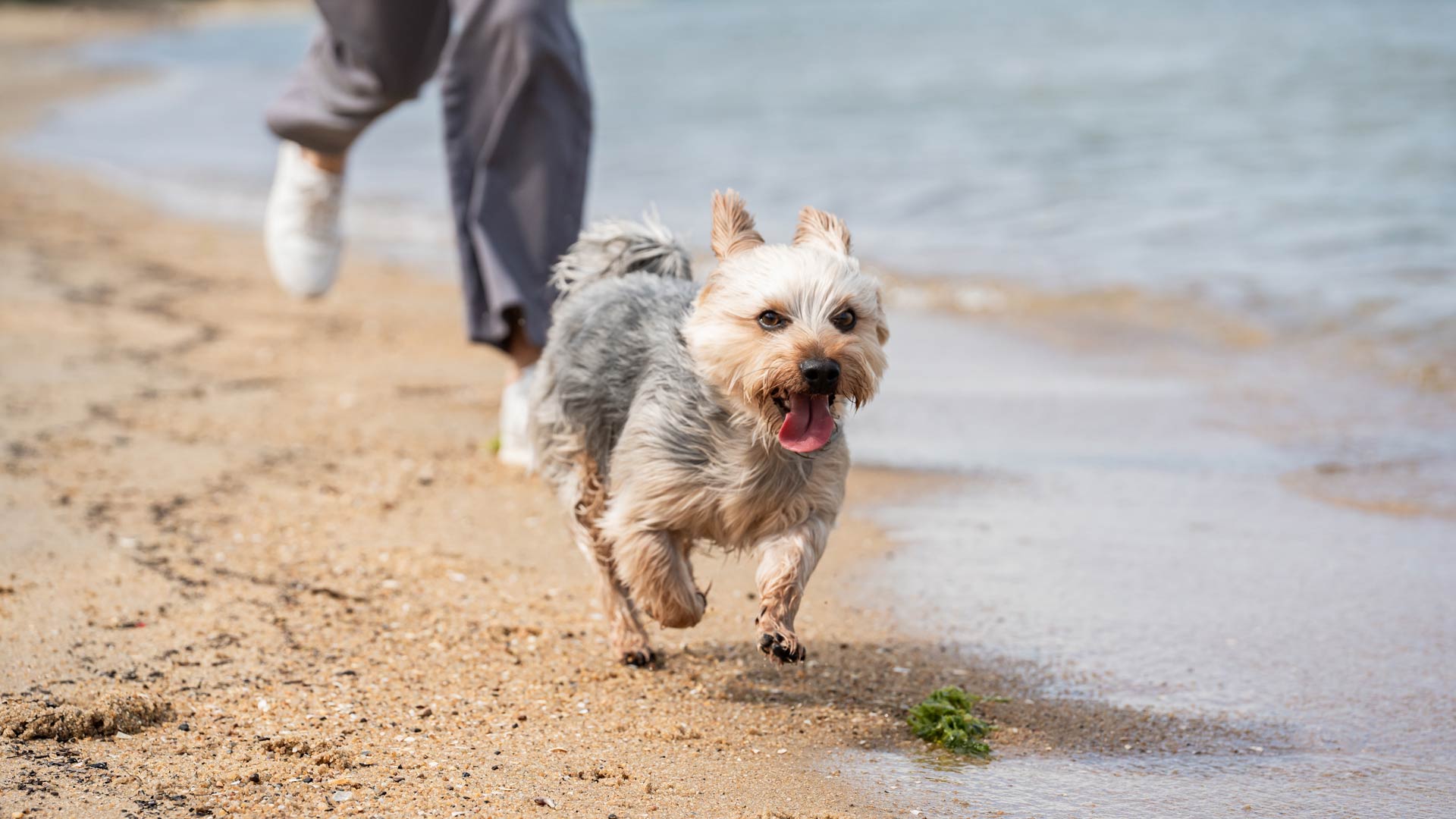 dog running