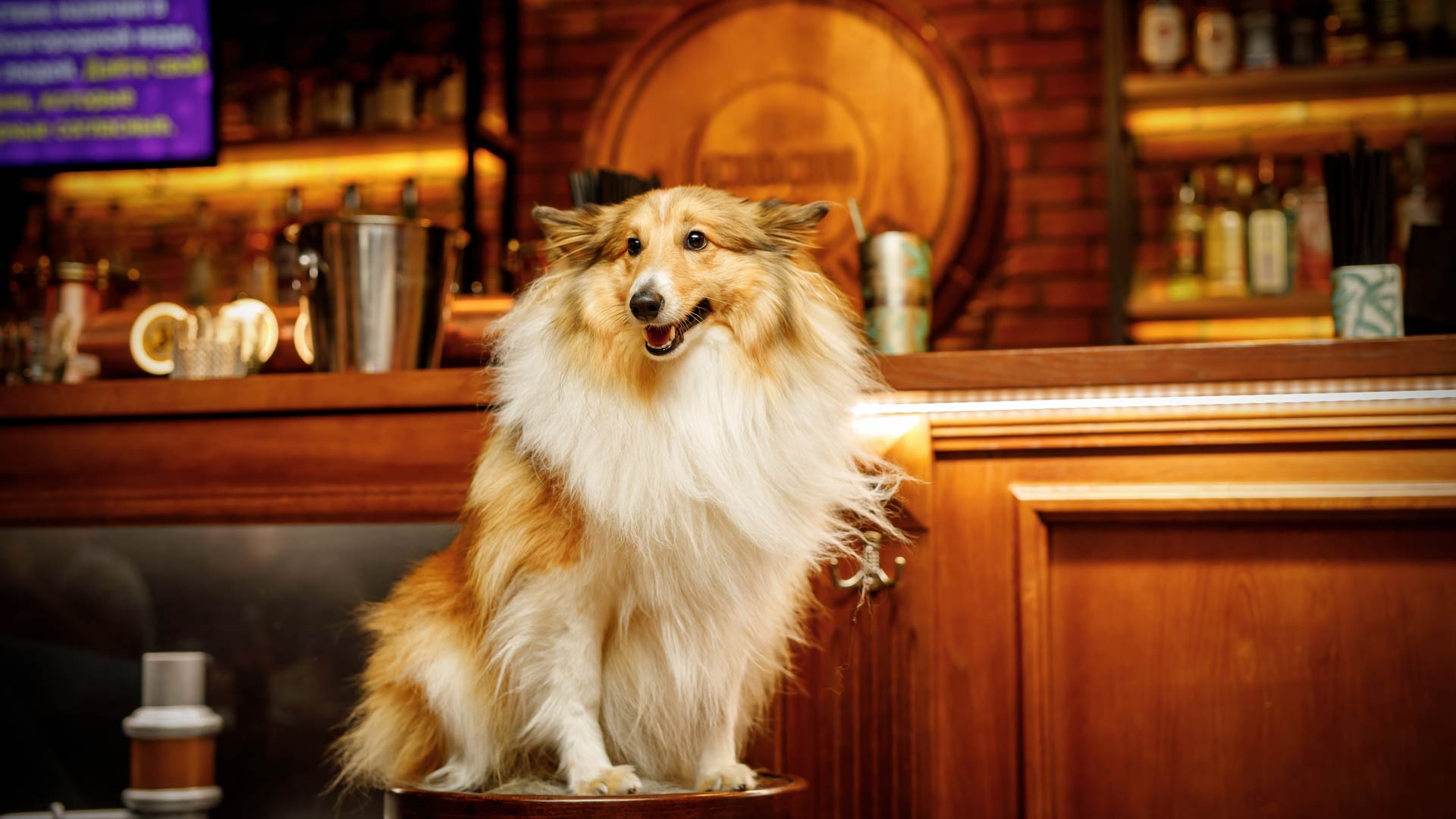 dog in pub