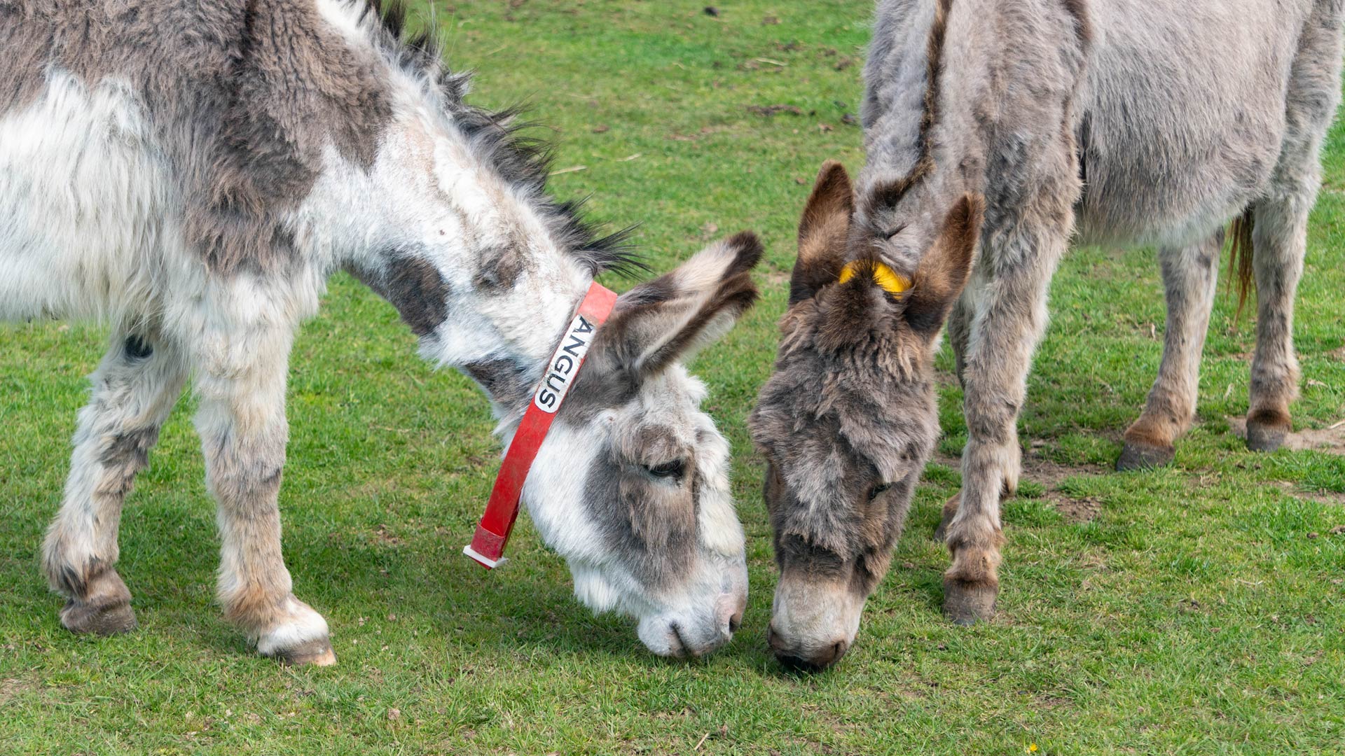 Donkeys