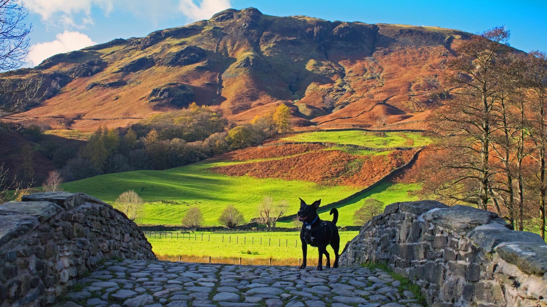dog in the lake district national park