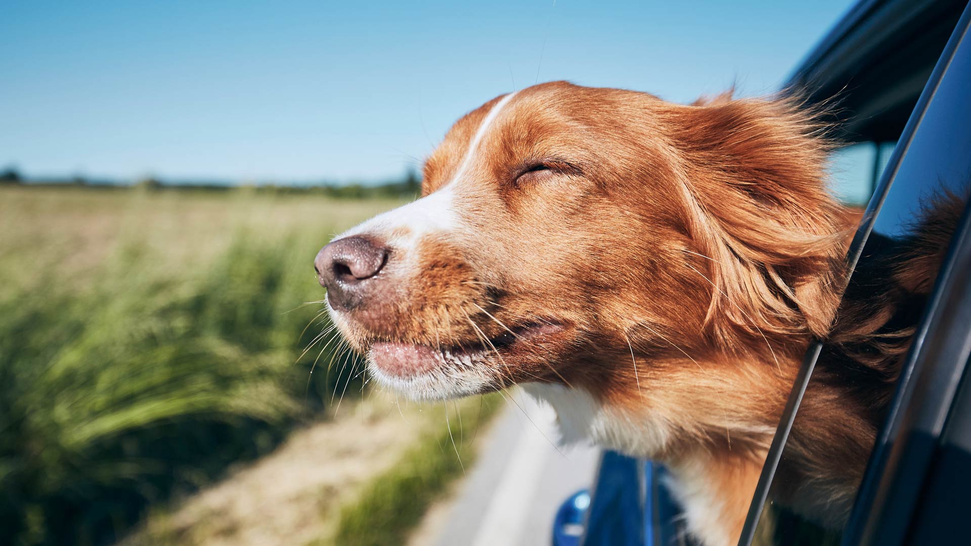 dog in car