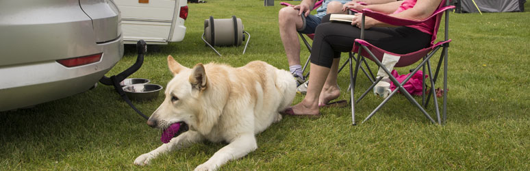 Dog with ball on  club site