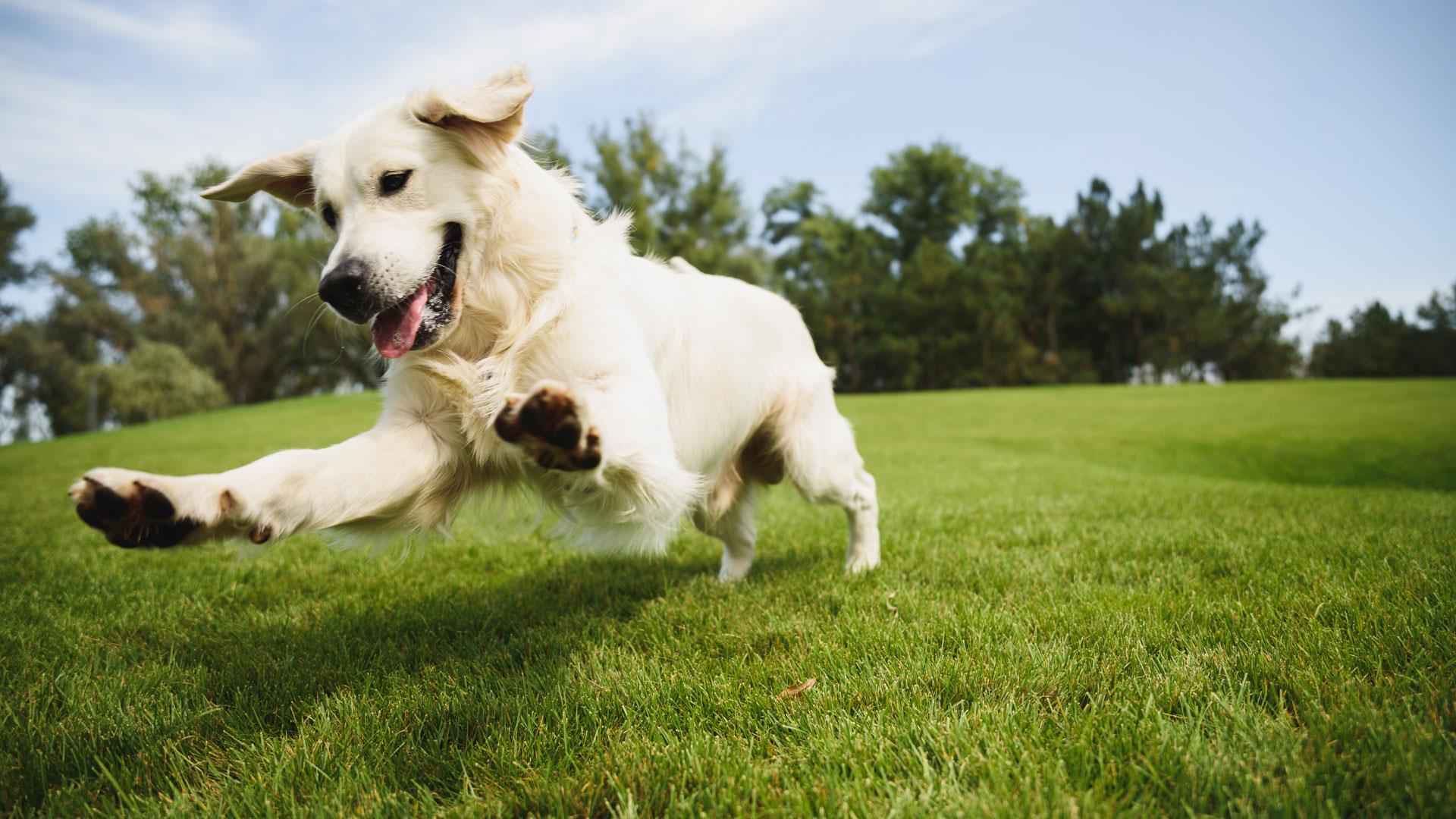 Labrador playing