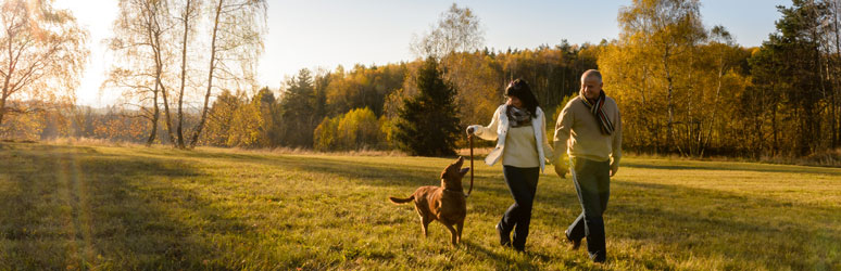 Couple walking labrador through park