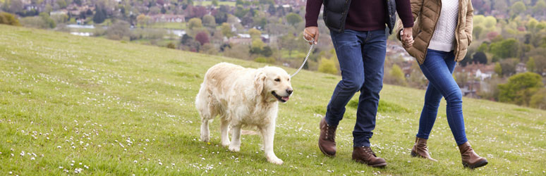 Couple walking golden retriever 