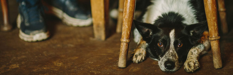 Border Collie lying down underneath a chair