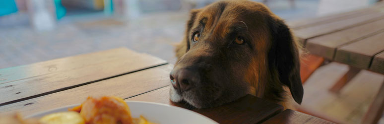 Cute dog longing for food
