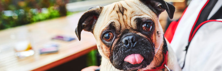 Pug sticking their tongue out at the pub
