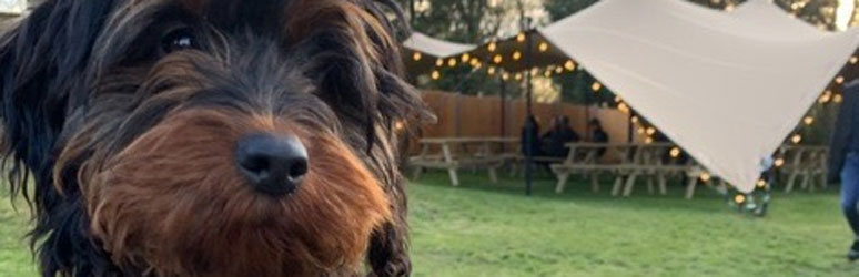 Cute pup at the pub