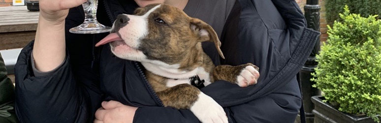 Puppy at the pub