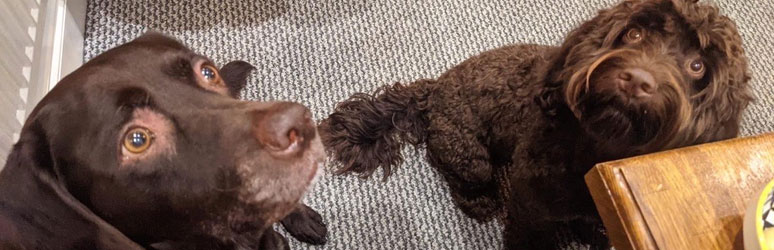 A Spanish water dog mixed with a cocker spaniel and brown Labrador at the pub