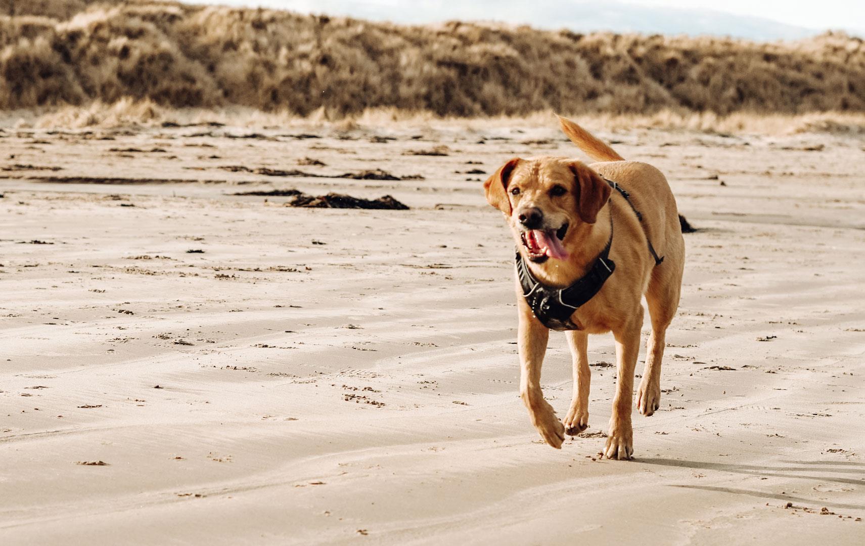 Golden retriever on beach