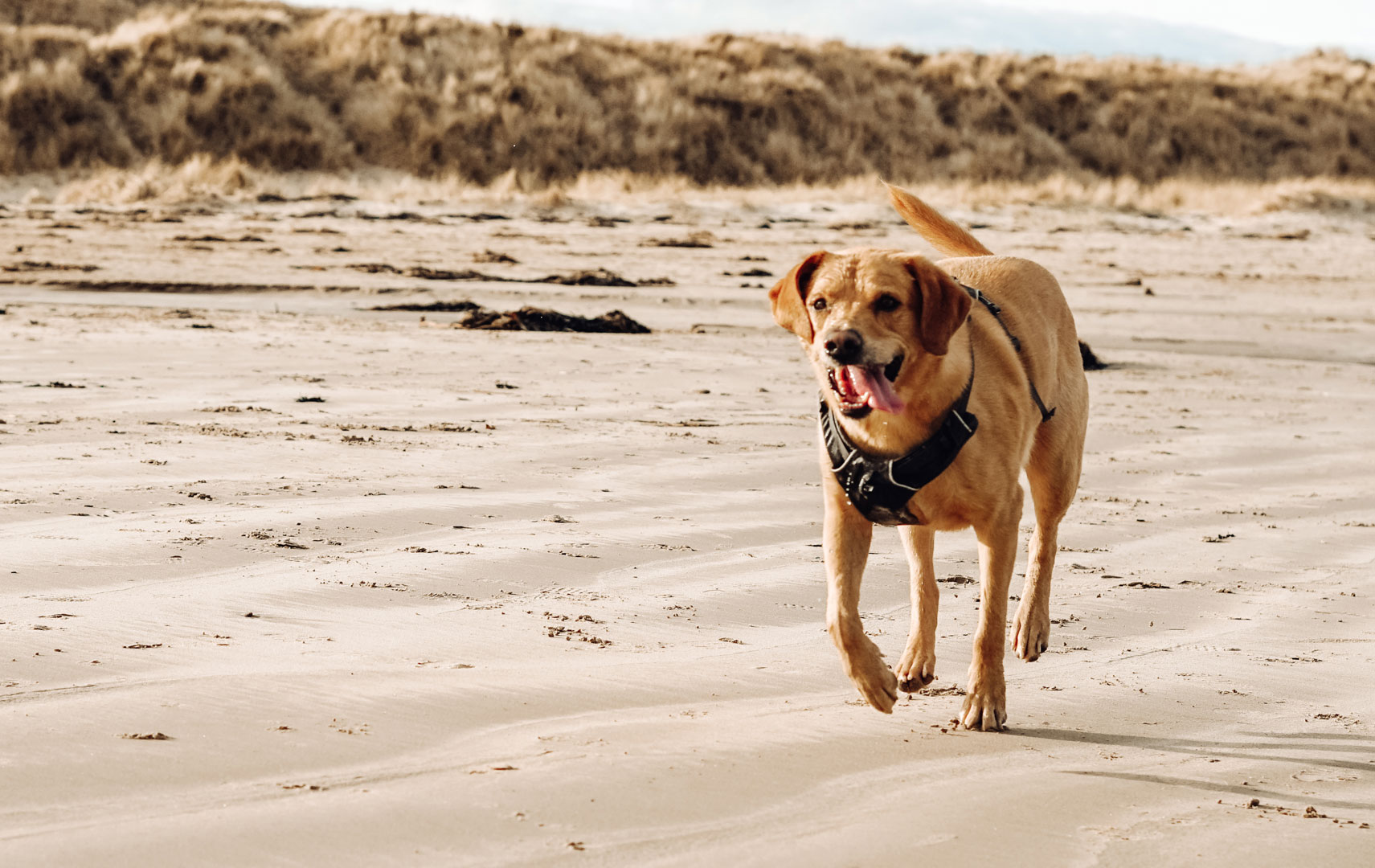 Golden retriever on beach