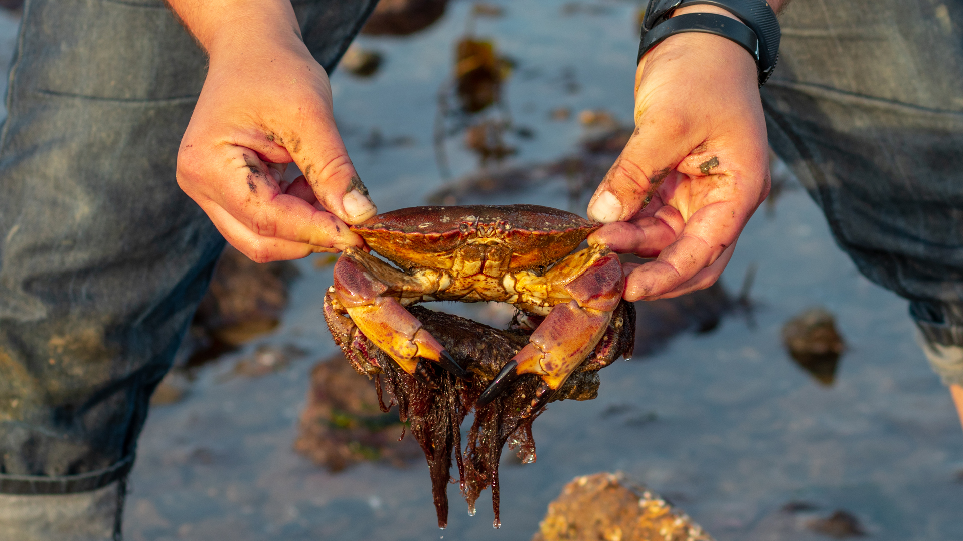 Crabbing