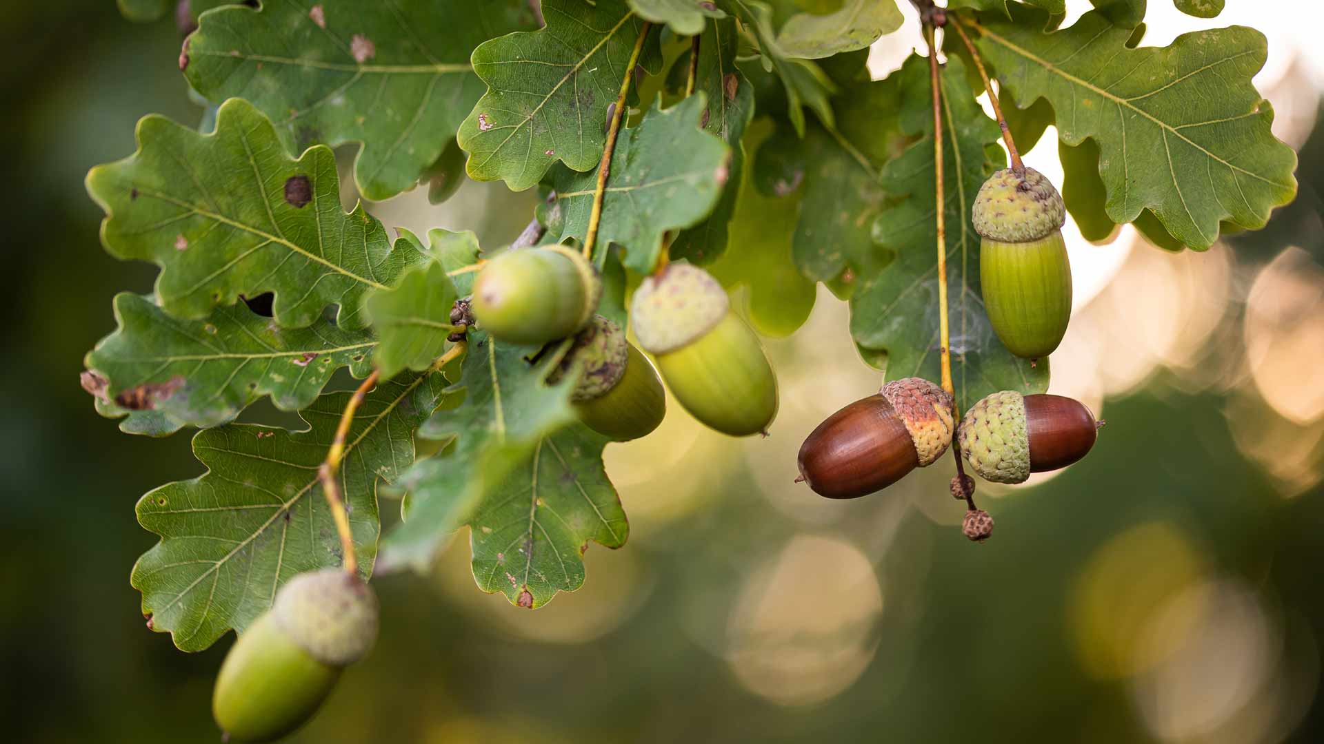 Acorns