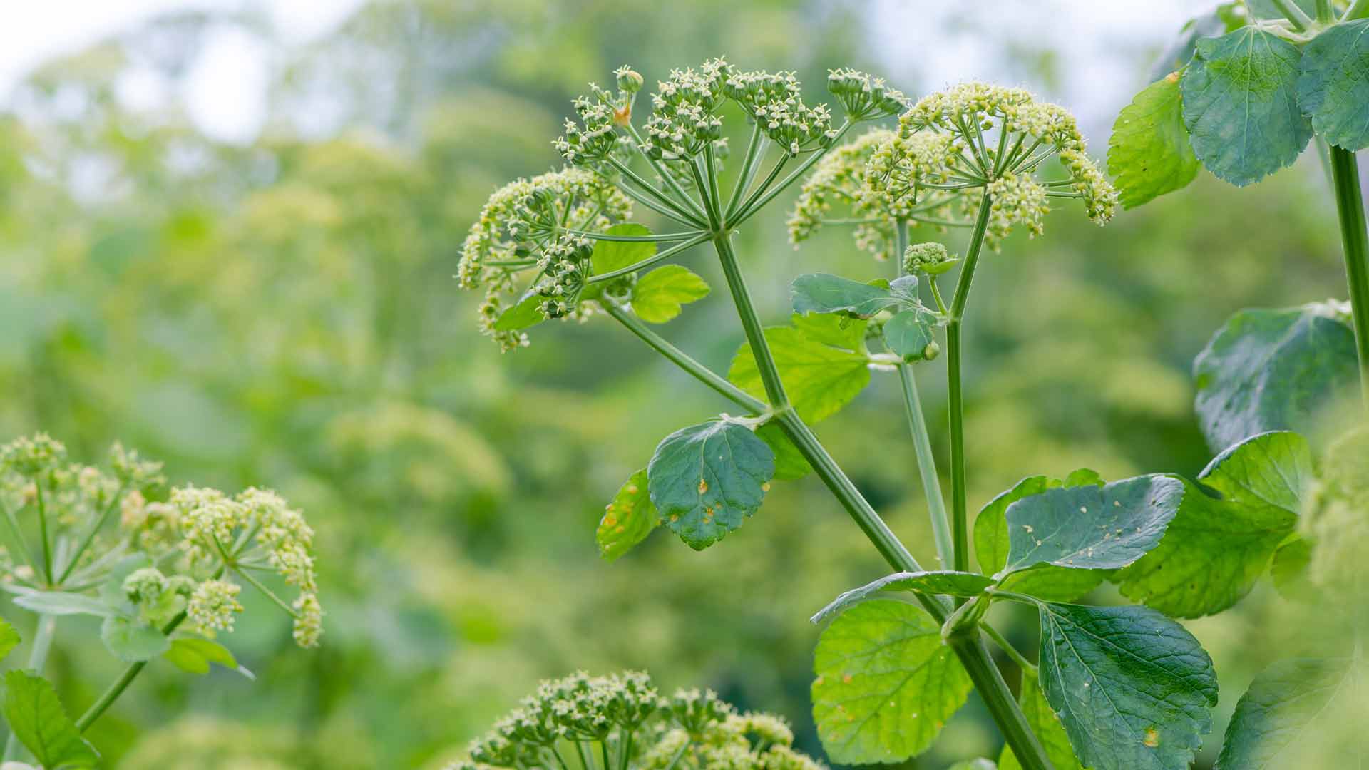 Alexanders