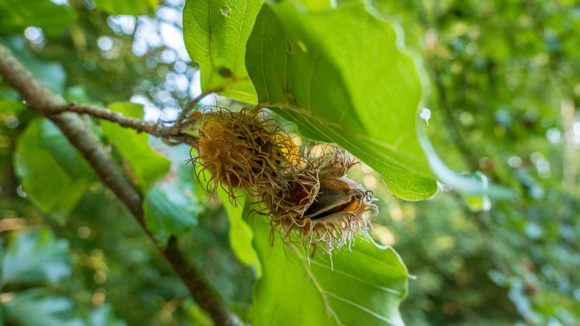 Beech nuts