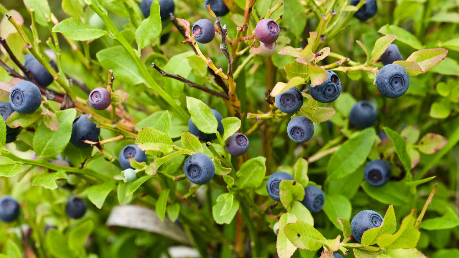 Bilberries
