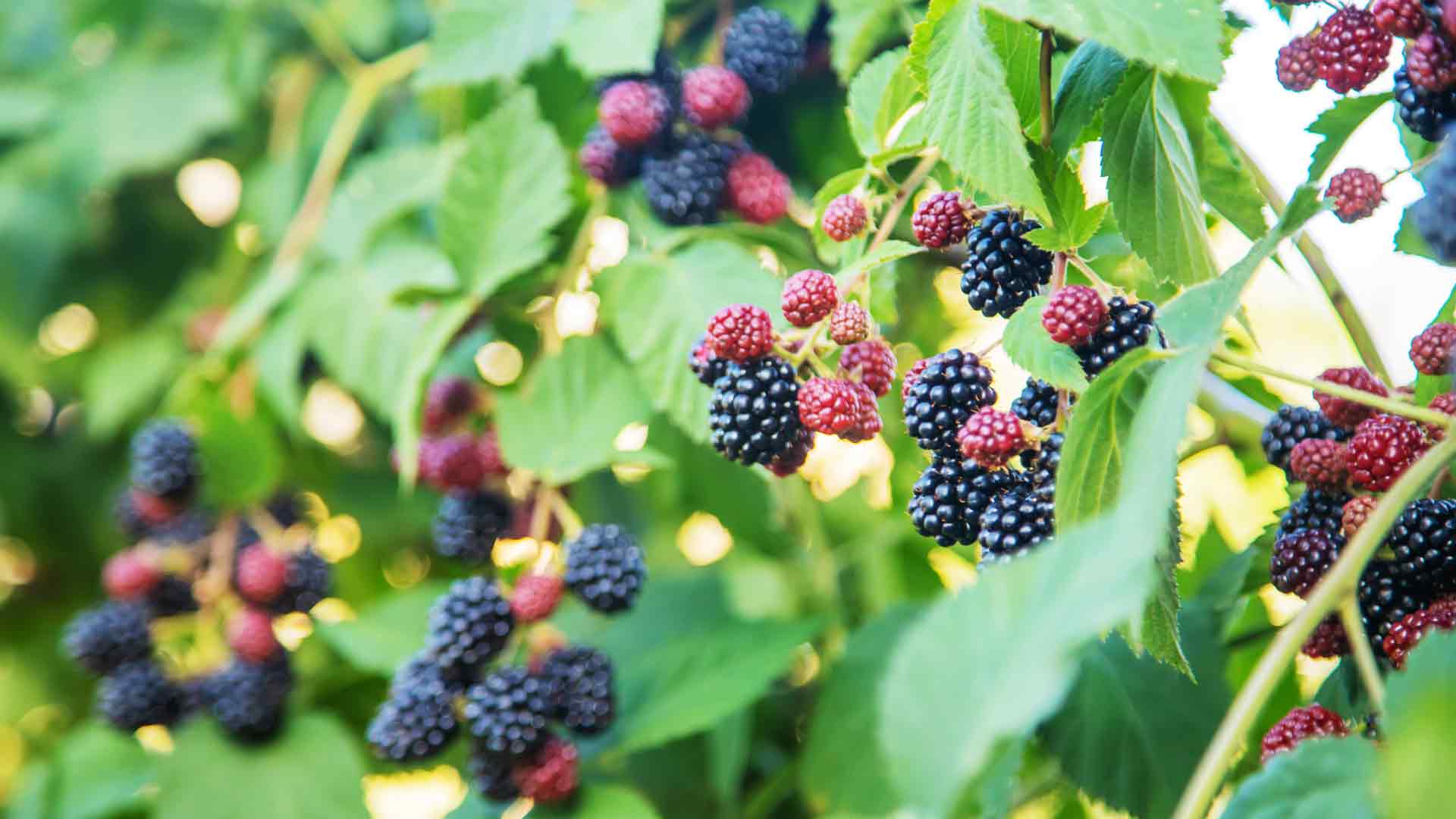 Blackberries