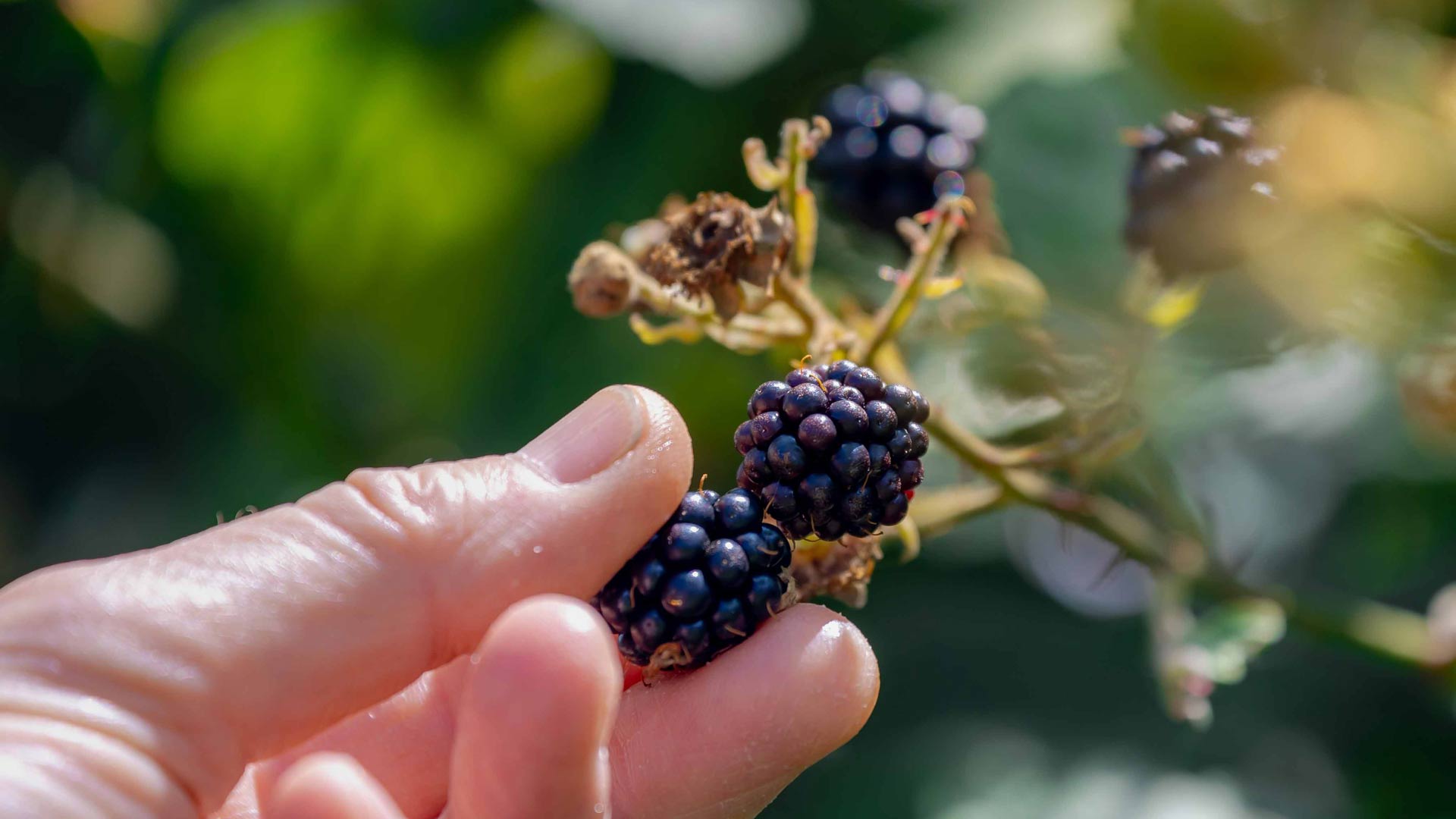 Blackberry Picking