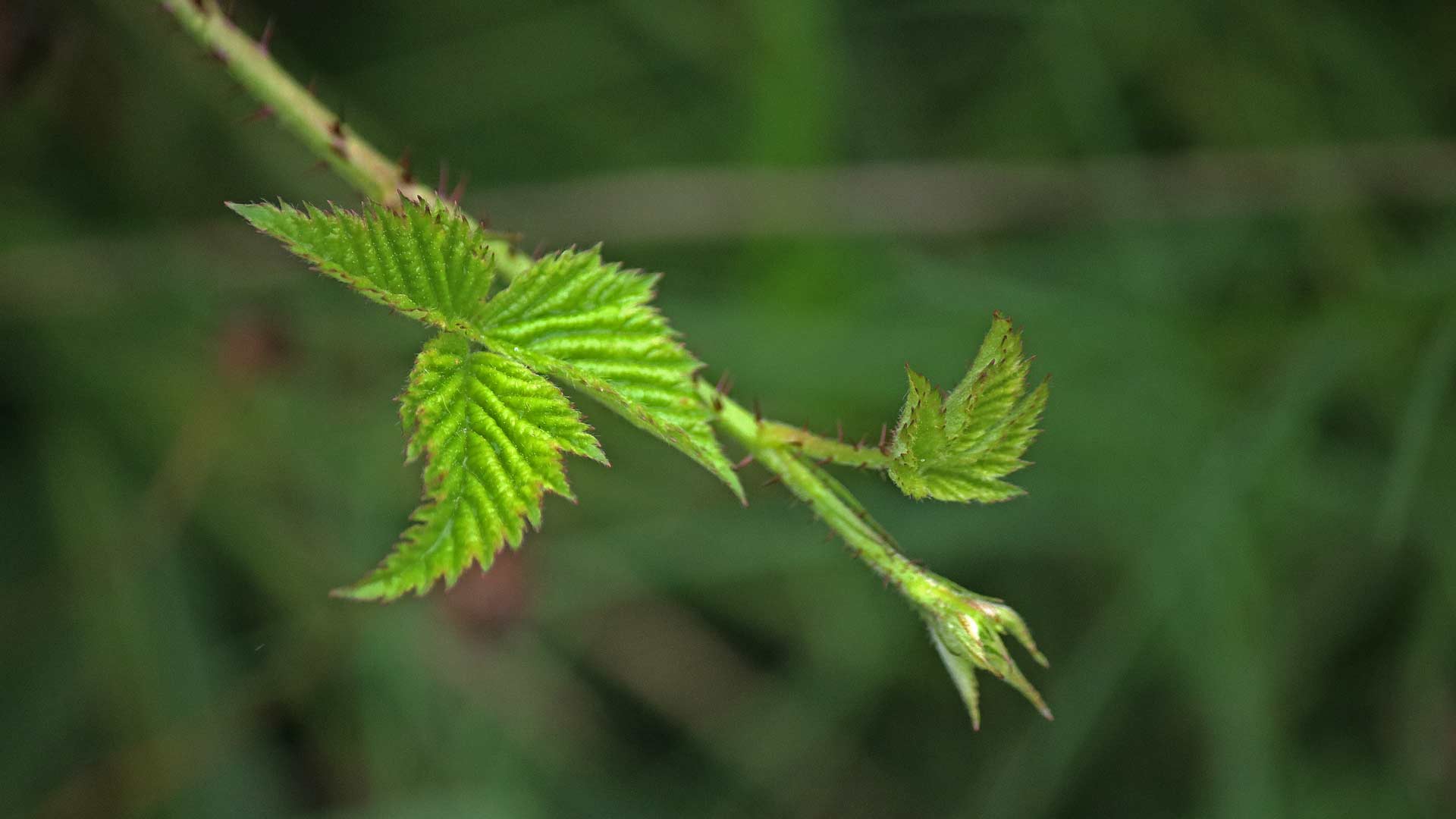 Bramble Leaves