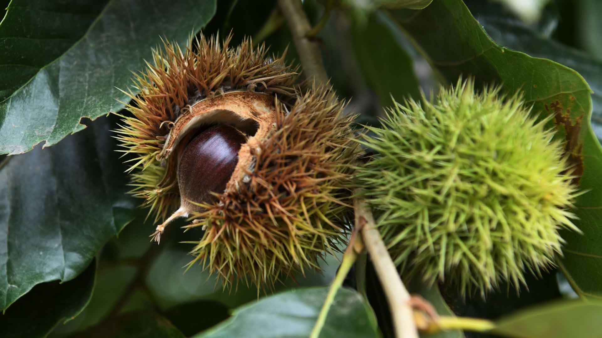 Chestnut Tree