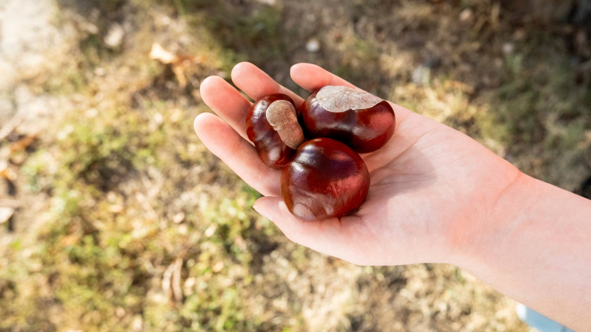 Chestnuts being foraged