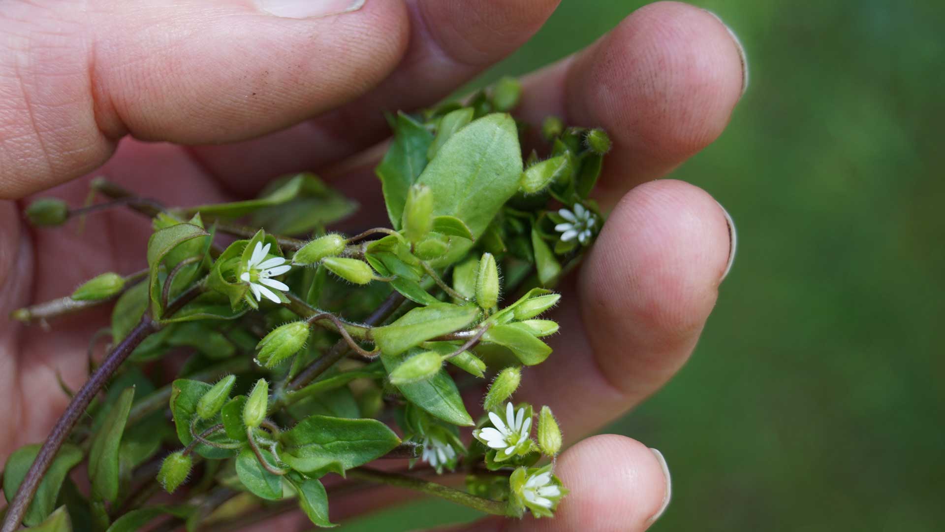 Chickweed being foraged