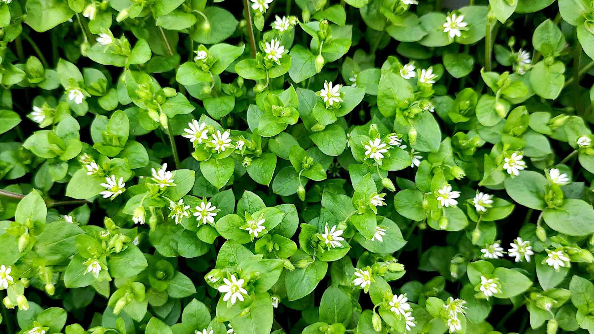 Chickweed