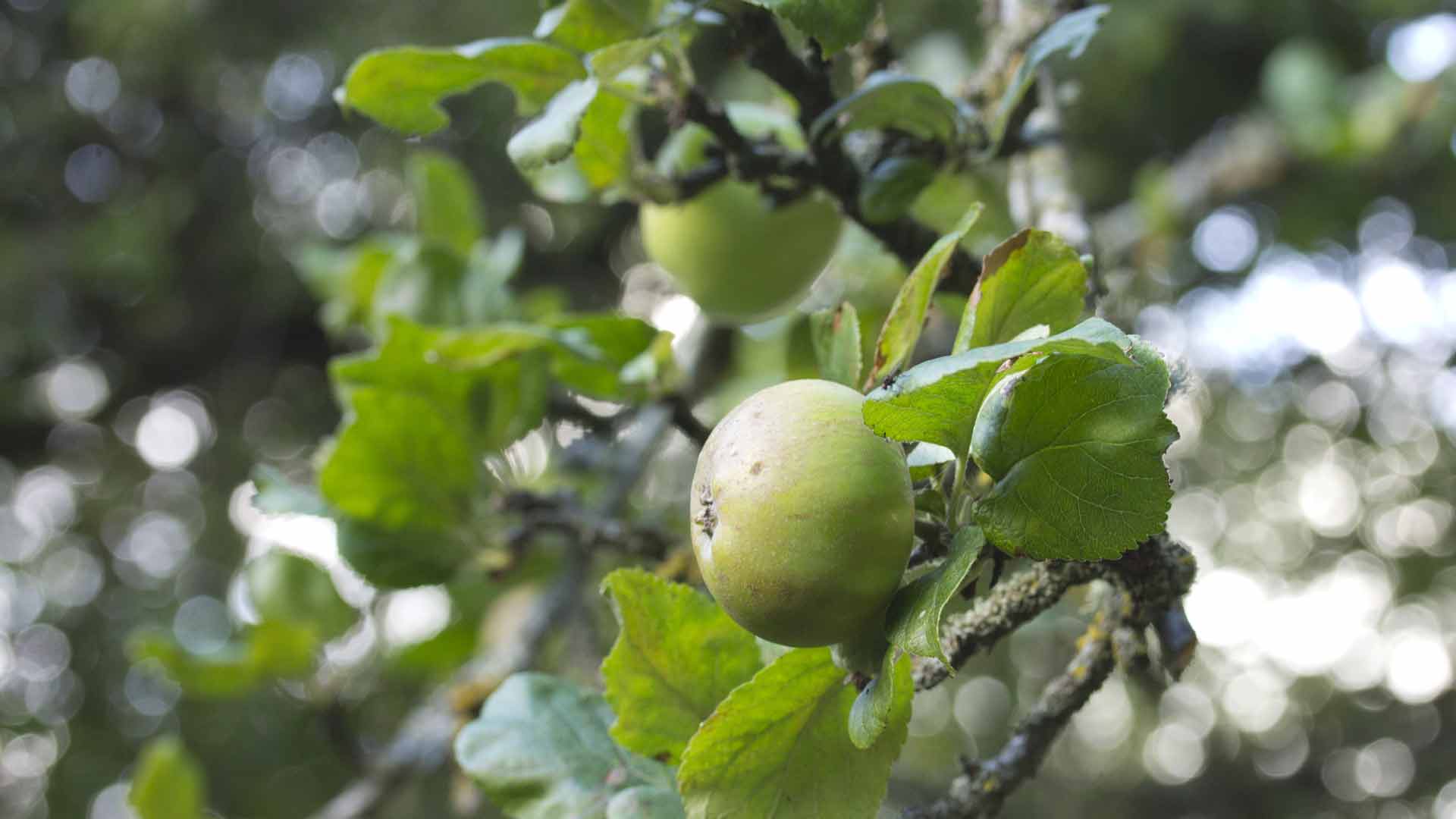 Crab apples