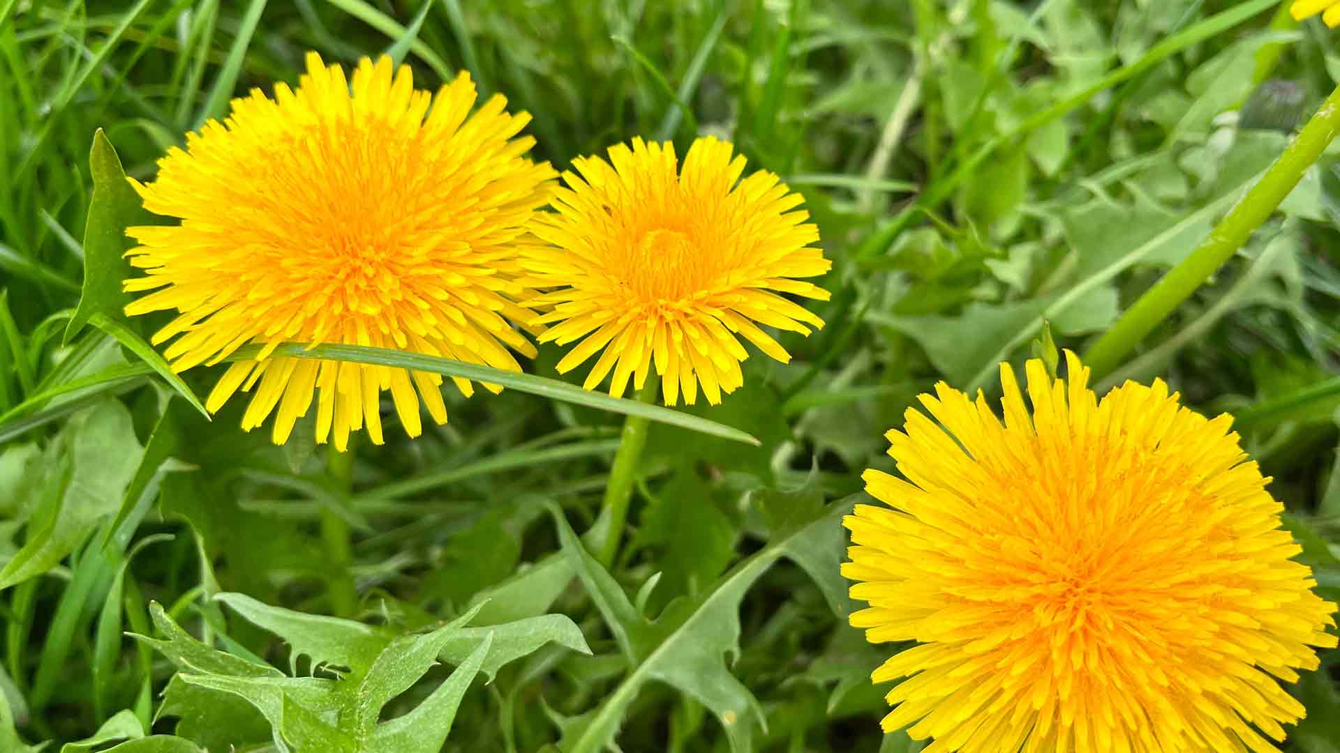 Dandelions