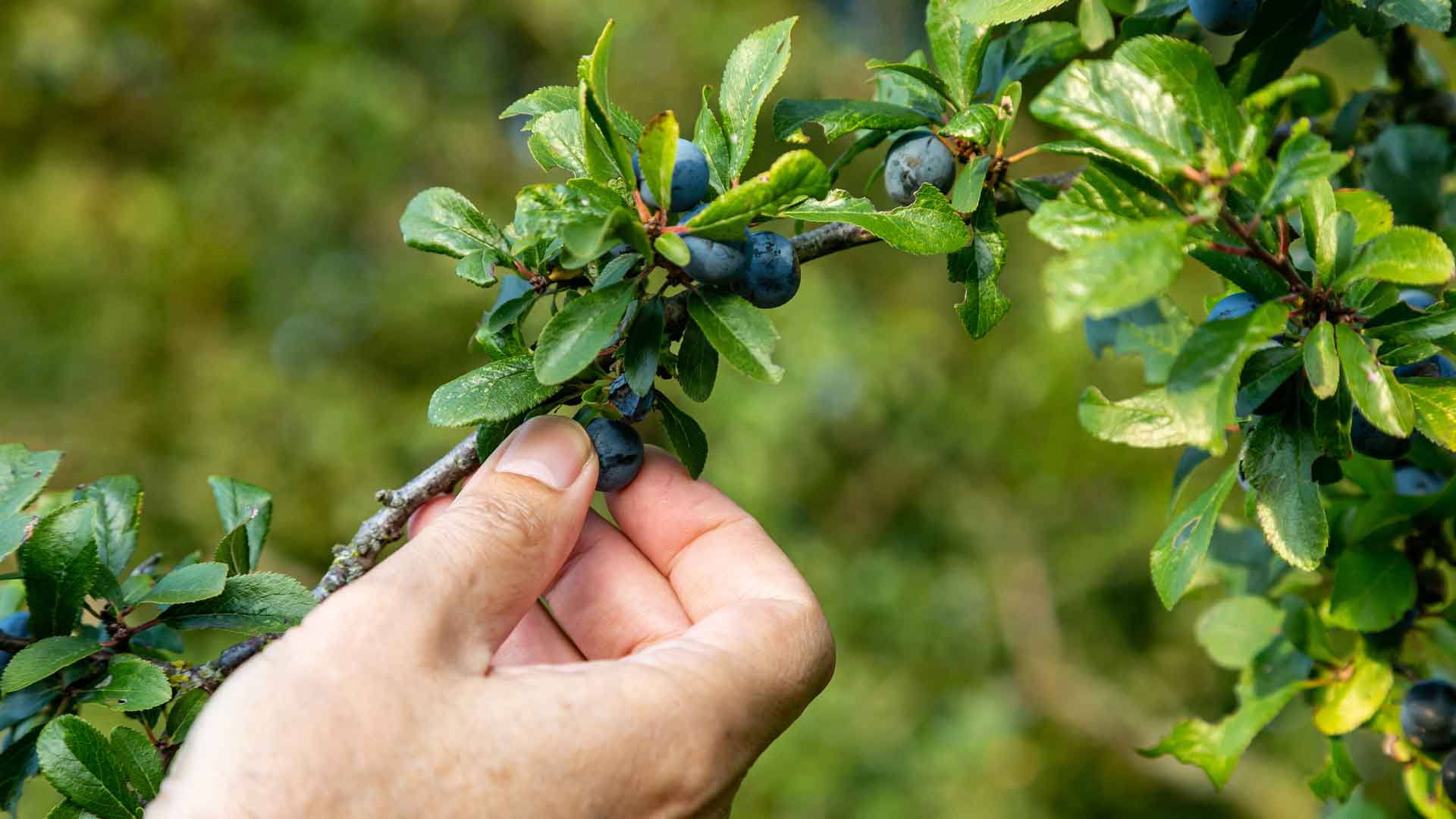 Foraging sloes