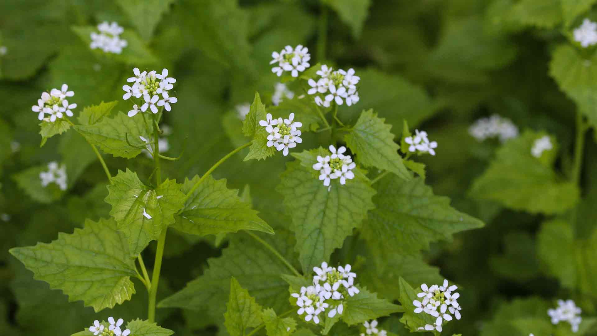 Garlic mustard
