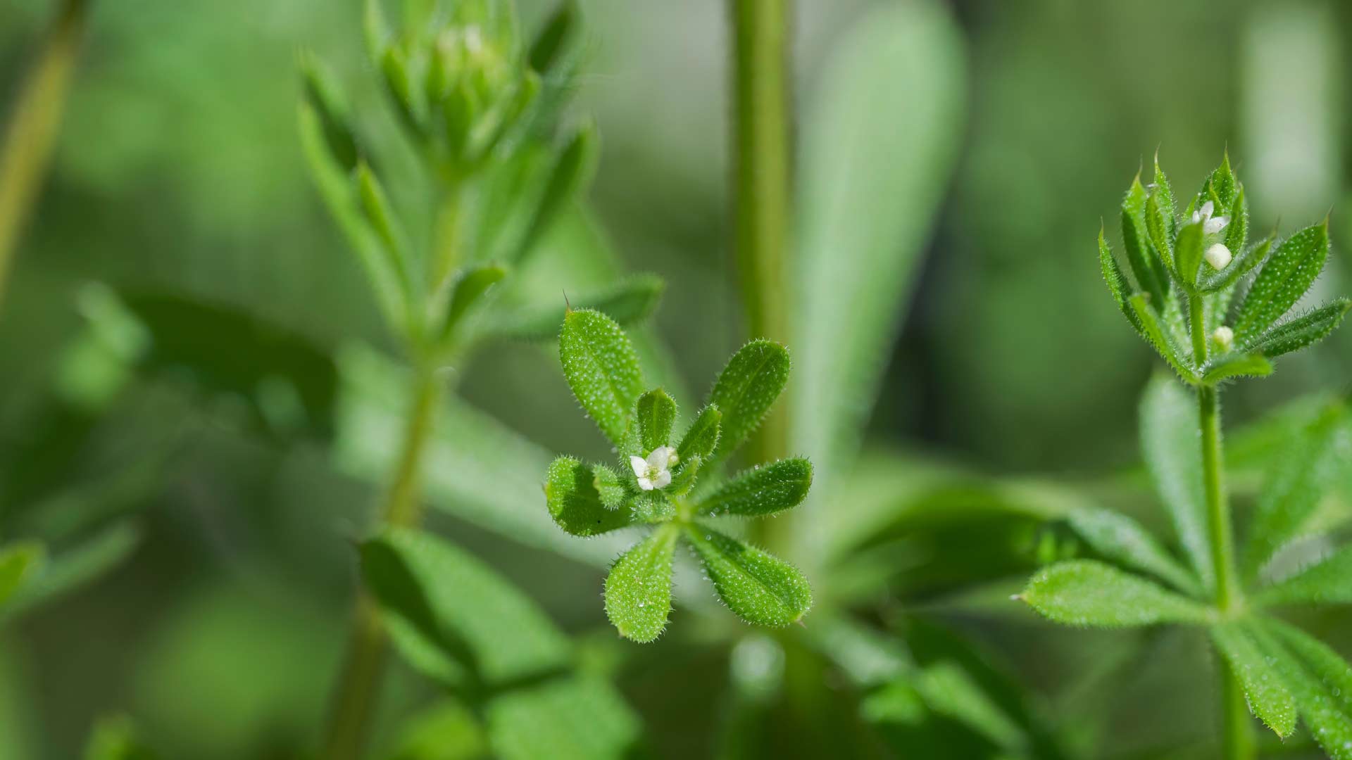 Goosegrass