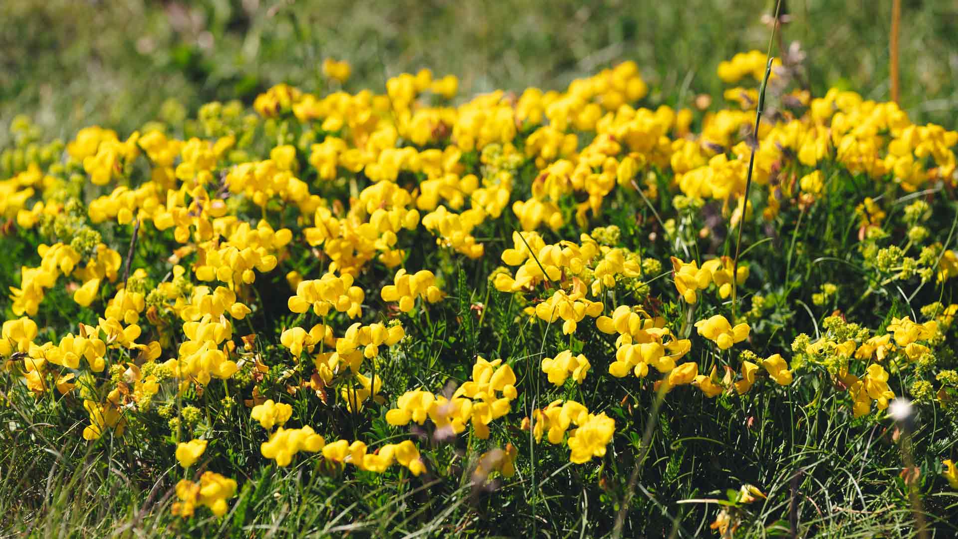 Gorse 