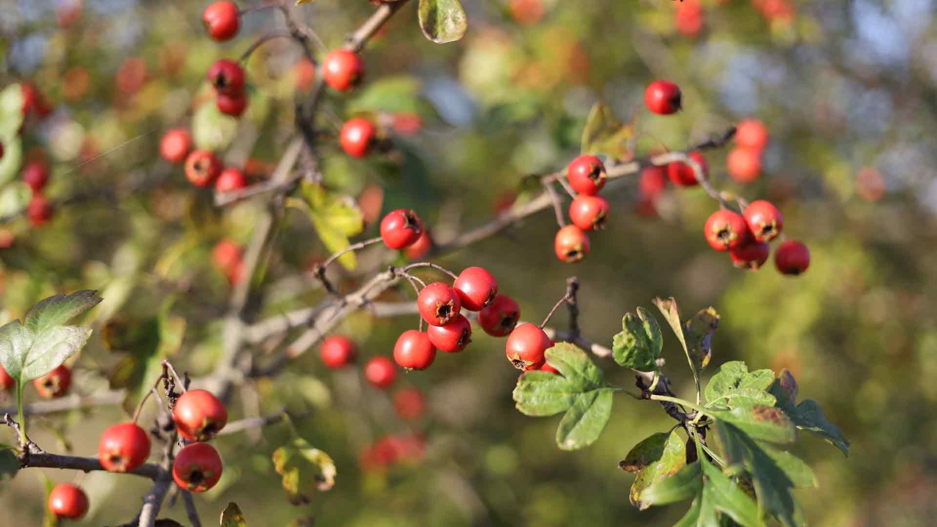Hawthorn berries