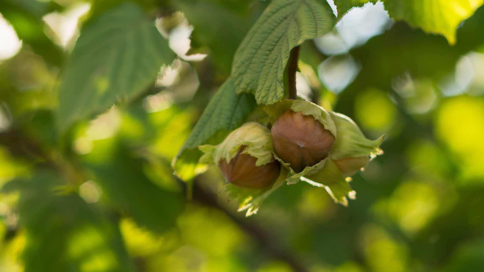 Hazelnuts