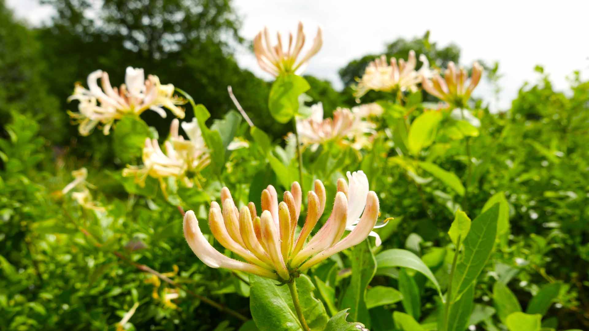 Honeysuckle