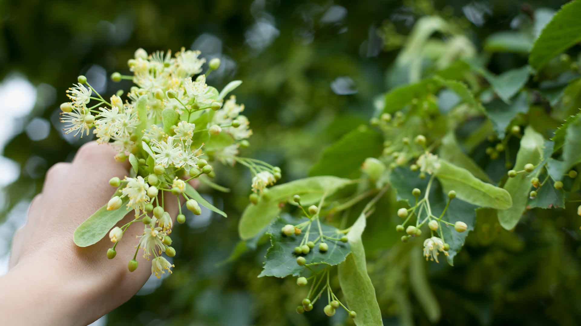 Lime flower foraging