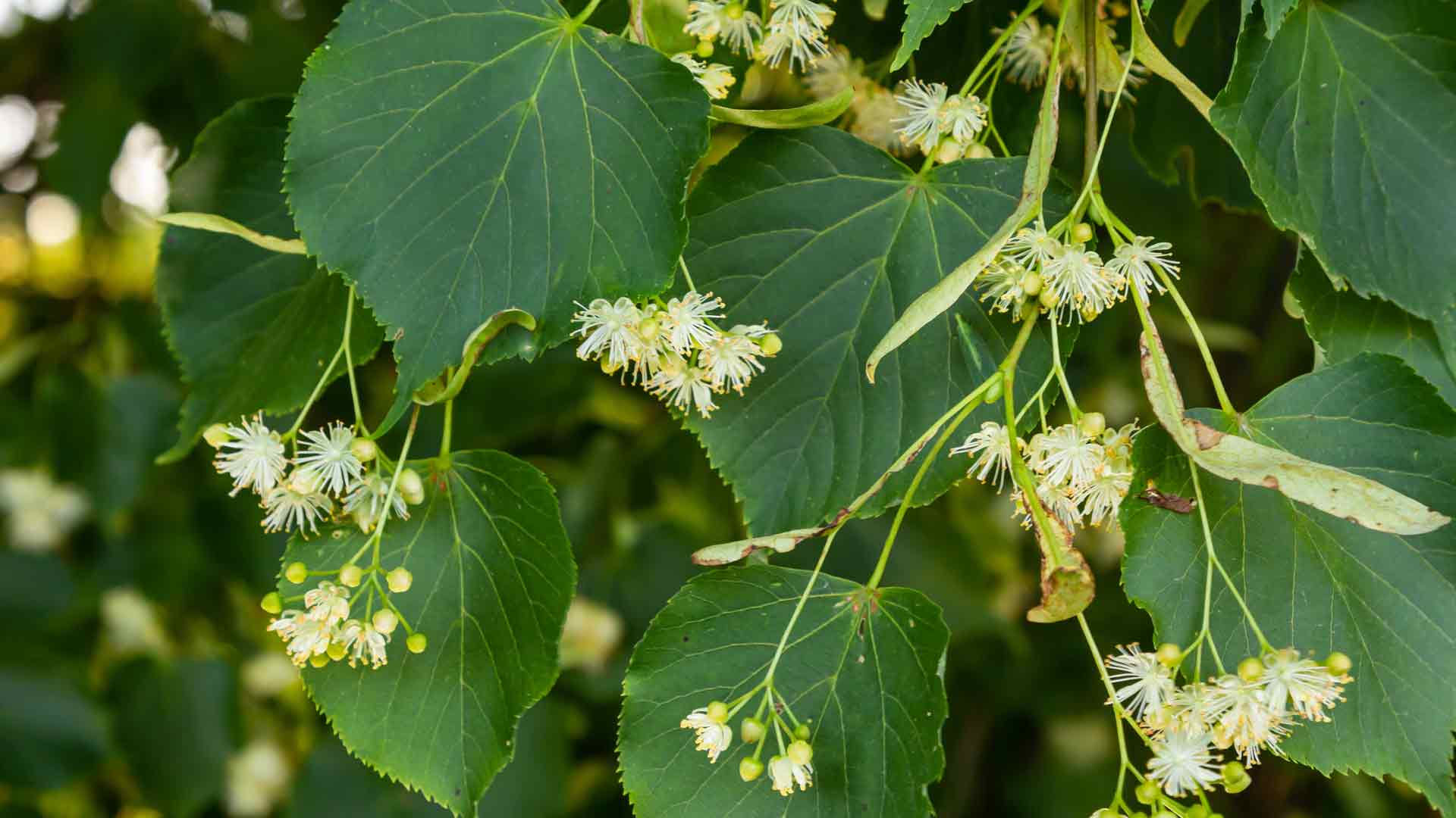 Lime flowers