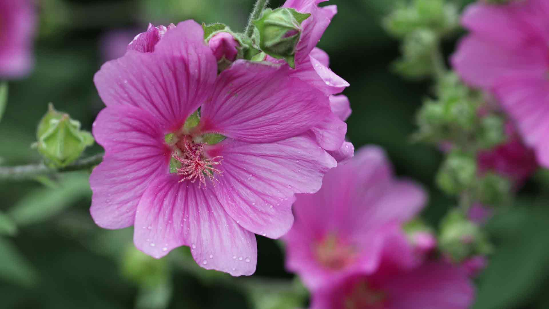 Mallow