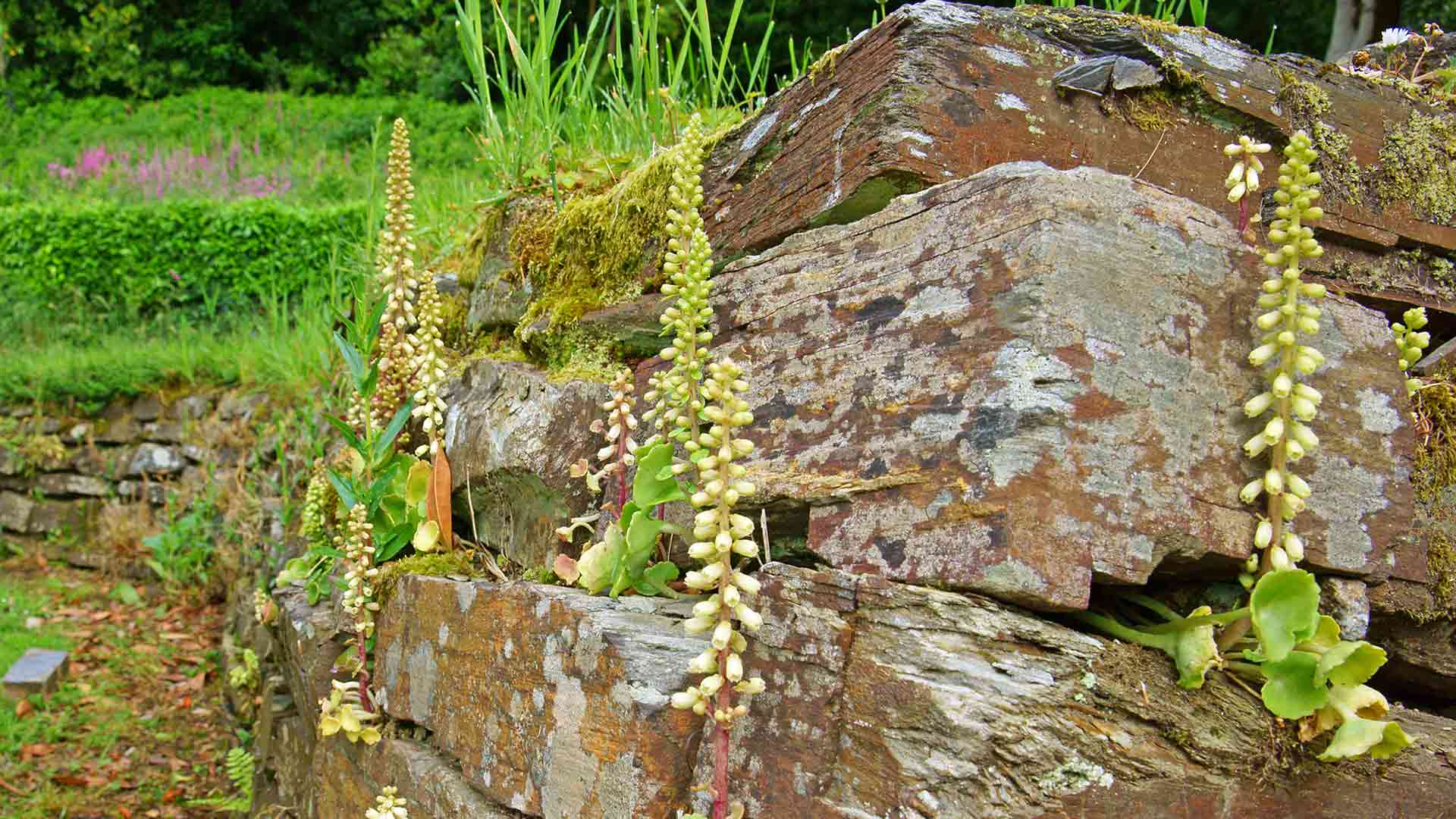 Navelwort