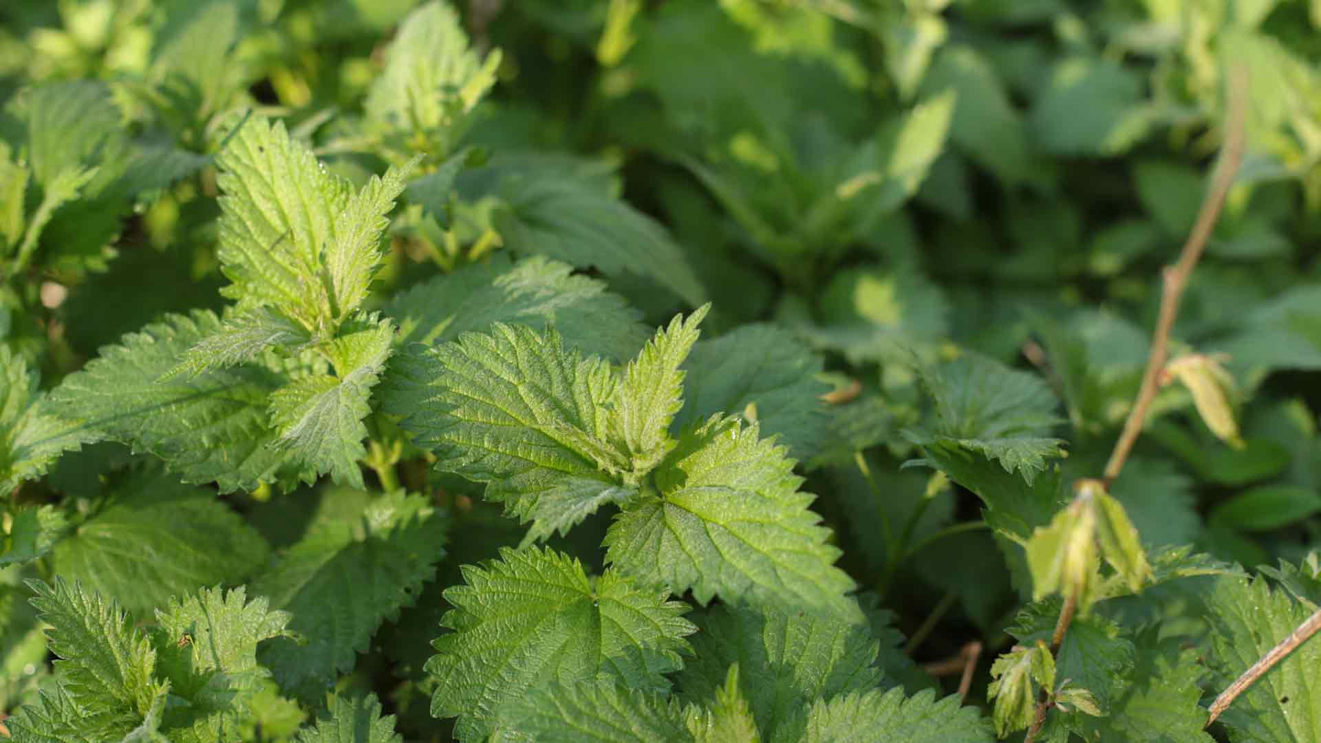 Nettles