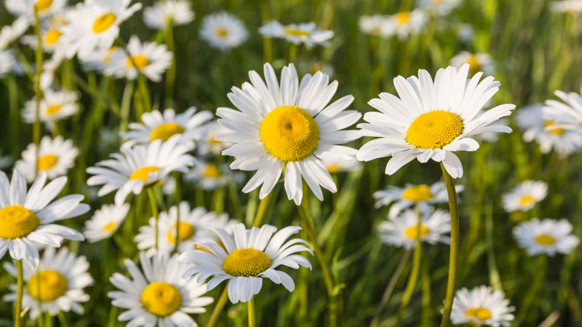 Oxeye daisies