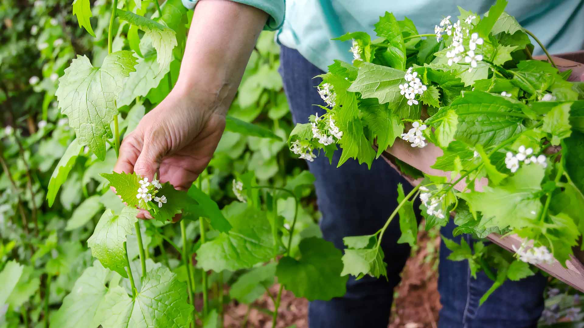 Garlic mustard being picked