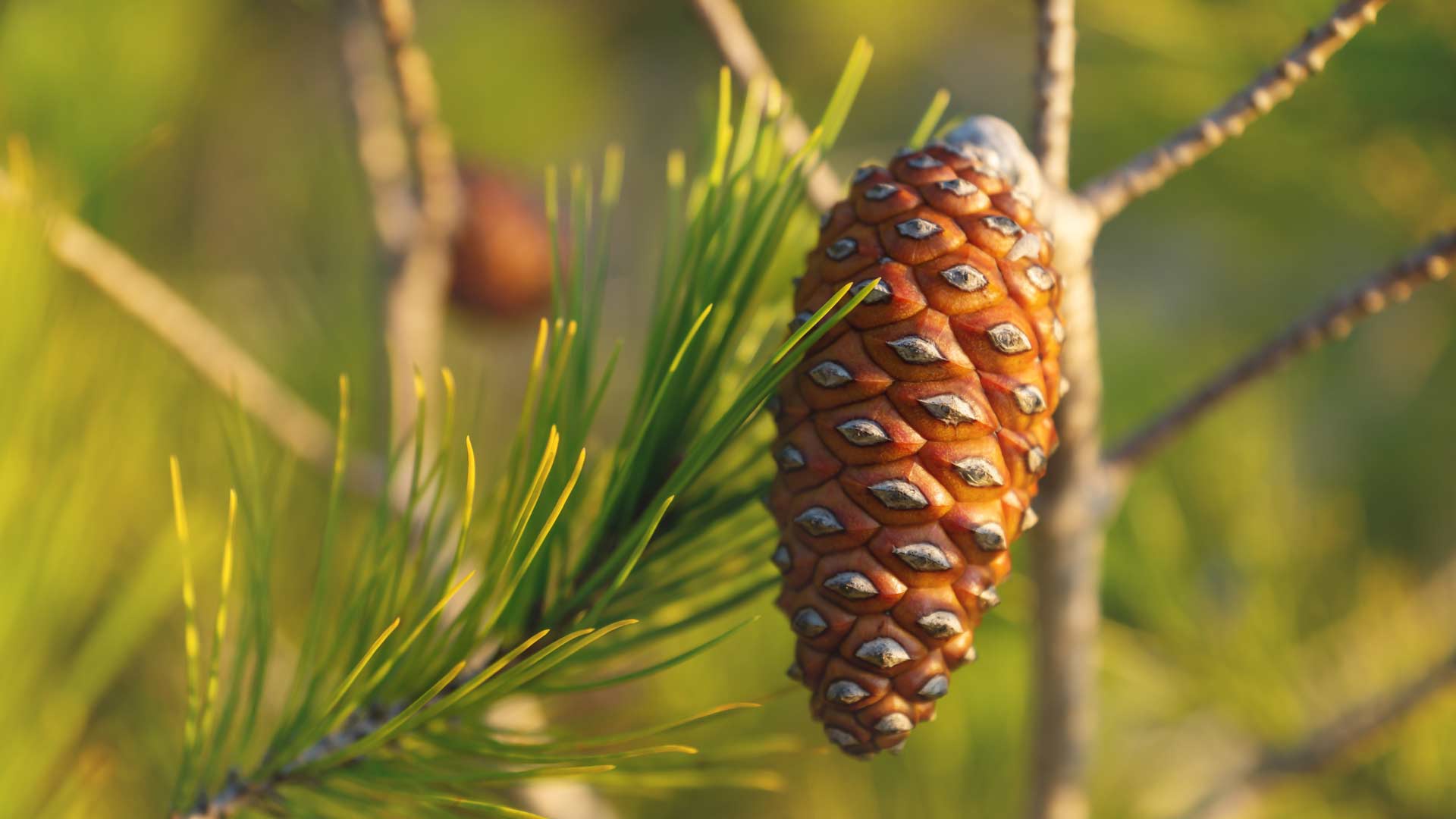 Pine cone