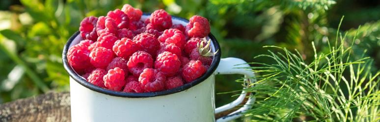 Cup of Raspberries 