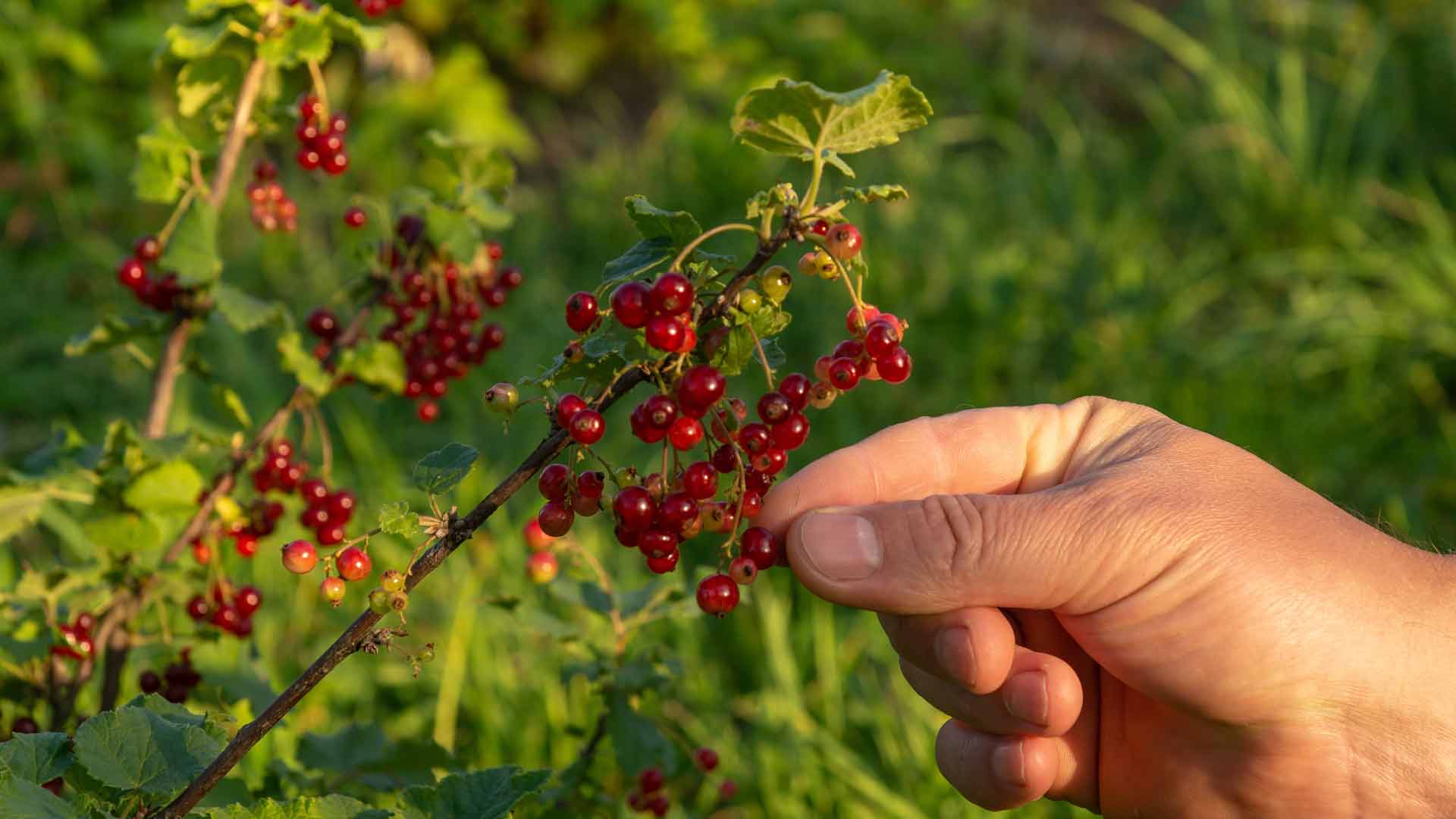 Redcurrant picking